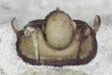Scarce Cyphaspis Carrolli Trilobite - Oklahoma #170266-4